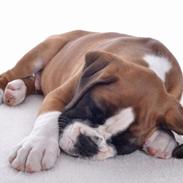 Boxer Knarreborgs Eddie Eduardo