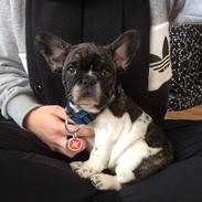 Fransk bulldog Aya