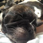 Fransk bulldog Aya