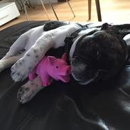 Fransk bulldog Aya