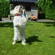 West highland white terrier Kenzo