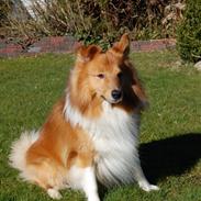 Shetland sheepdog Bailey