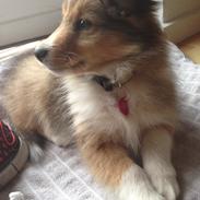 Shetland sheepdog Stella