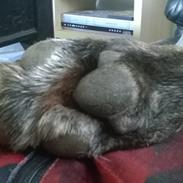 Blanding af racer mulle