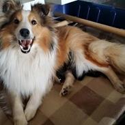 Shetland sheepdog Lassie