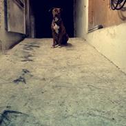 Blanding af racer Magda ?