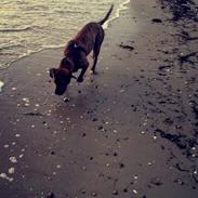 Blanding af racer Magda ?