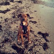 Blanding af racer Magda ?