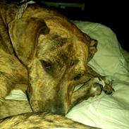 Blanding af racer Magda ?