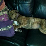 Blanding af racer Magda ?