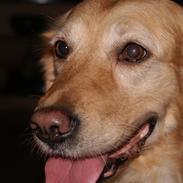 Golden retriever Donna