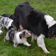 Australian shepherd Zoe