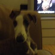 Whippet  [happy] frontrunner'universe wish 