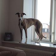 Whippet  [happy] frontrunner'universe wish 