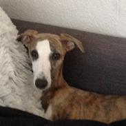 Whippet  [happy] frontrunner'universe wish 