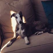 Whippet  [happy] frontrunner'universe wish 