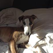 Whippet  [happy] frontrunner'universe wish 