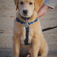 Golden retriever Valder <3