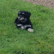 Bichon havanais Cuba / Whitebear Victor