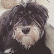 Bichon havanais Cuba / Whitebear Victor