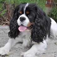 Cavalier king charles spaniel Charly