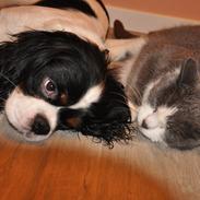 Cavalier king charles spaniel Charly