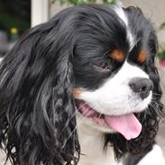 Cavalier king charles spaniel Charly
