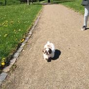 Blanding af racer Peanut