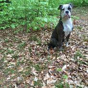 Olde english bulldogge Django