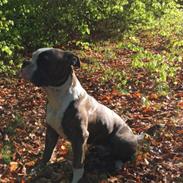 Olde english bulldogge Django