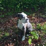 Olde english bulldogge Django