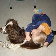 Engelsk springer spaniel Freja