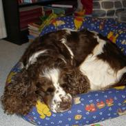 Engelsk springer spaniel Freja