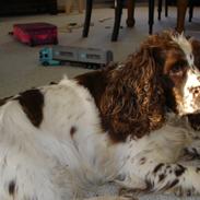 Engelsk springer spaniel Freja