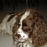 Engelsk springer spaniel Freja