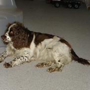Engelsk springer spaniel Freja