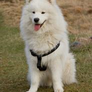 Samojedhund Canas