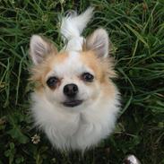 Chihuahua Misha