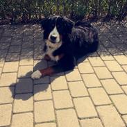 Berner sennenhund Kato