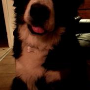 Berner sennenhund Kato