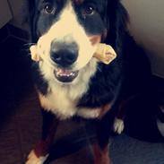 Berner sennenhund Kato