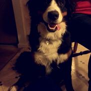 Berner sennenhund Kato