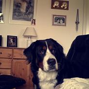 Berner sennenhund Kato