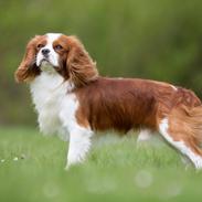 Cavalier king charles spaniel Uffe