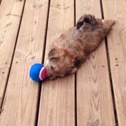 Blanding af racer Nala