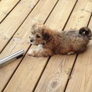 Blanding af racer Nala