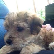 Blanding af racer Nala