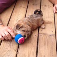 Blanding af racer Nala