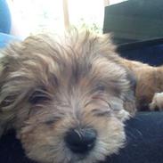 Blanding af racer Nala