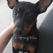 Engelsk toy terrier Kikki